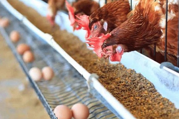 Poultry Science