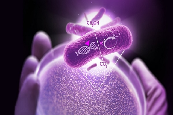 Bacteriology